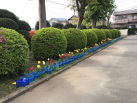 写真:チューリップ