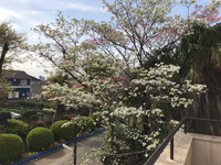 写真:ハナミズキ