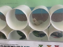 写真：校長室の蚕の様子2