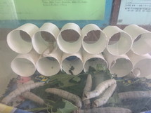 写真：校長室の蚕の様子1