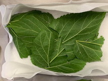 写真：5月20日　蚕の様子1