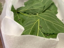 写真：5月20日　蚕の様子2