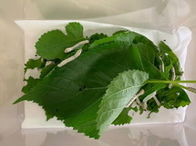 写真：5月31日　蚕の様子1