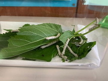 写真：5月31日　蚕の様子2