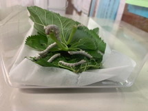 写真：5月31日　蚕の様子3