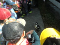 写真：ペンギン