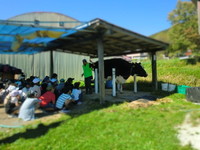 写真：乳しぼり体験