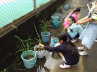 写真：5年　稲の観察