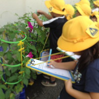 写真：あさがお
