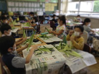 写真：トウモロコシの皮むきの様子