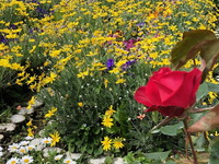 写真：花壇の花