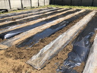 写真：ひまわり農園の整備11