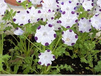 写真：5月26日花壇の花