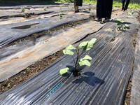 写真：夏野菜の植え付けの様子2