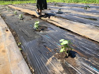 写真：夏野菜の植え付けの様子3