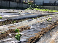 写真：夏野菜の植え付けの様子5