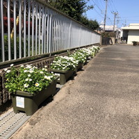 写真：花壇の花7