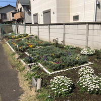 写真：花壇の花9