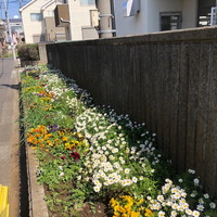 写真：花壇の花8