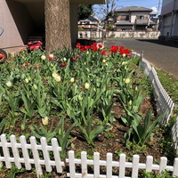 写真：花壇の花6