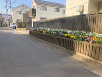 写真：花壇の花5