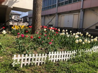 写真：花壇の花1