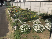 写真：花壇の花2