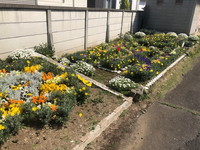 写真：花壇の花3