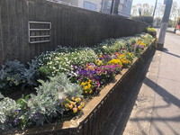 写真：花壇の花4