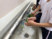 写真：大葉を洗う様子