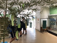 写真：七夕の木