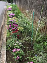 写真：7月10日花壇の様子3