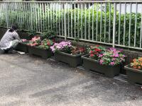 写真：7月10日花壇の様子1