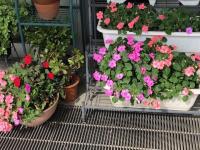 写真：7月10日花壇の様子2