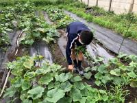 写真：収穫する生徒の様子3