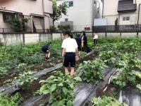 写真：収穫する生徒の様子2