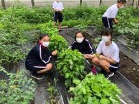 写真：収穫する生徒の様子1