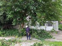 写真：桜の伐採の様子2