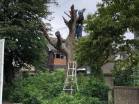 写真：桜の伐採の様子1
