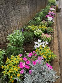 写真：7月13日花壇の様子1