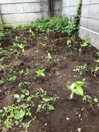 写真：7月13日花壇の様子2