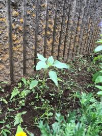 写真：花壇の様子3