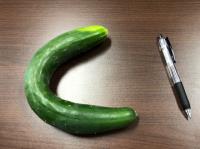 写真：採れたきゅうりと大きさ比較用のペン