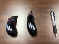 写真：採れたなすと大きさ比較用のペン