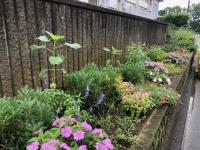 写真：ひまわり農園1