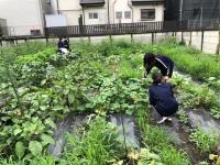 写真：ひまわり農園3