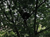 写真：ヒヨドリの巣1