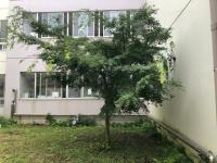 写真：ヒヨドリの巣がある樹