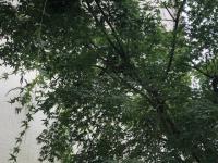 写真：ヒヨドリの巣2