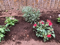 写真：学校花壇1